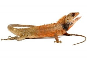 Calotes versicolor